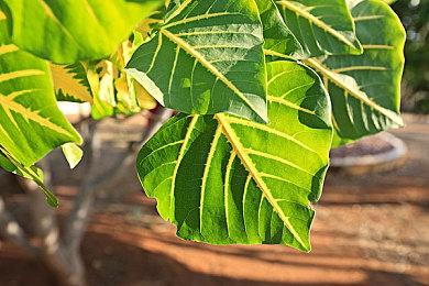 CDPR仍然愿意为《赛博朋克2077》提供更多新内容